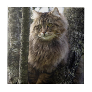 Pet Tile för långhårsdjur, Tabby katt Kakelplatta