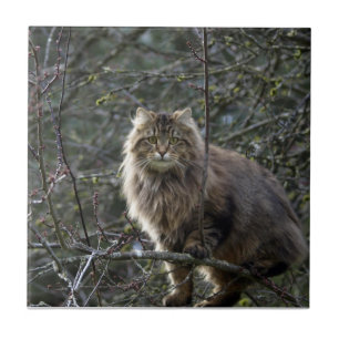 Pet Tile för långhårsdjur, Tabby katt Kakelplatta