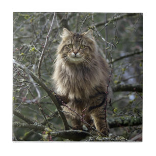 Pet Tile för långhårsdjur, Tabby katt Kakelplatta