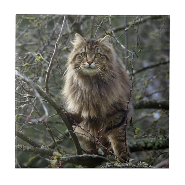 Pet Tile för långhårsdjur, Tabby katt Kakelplatta (Framsidan)