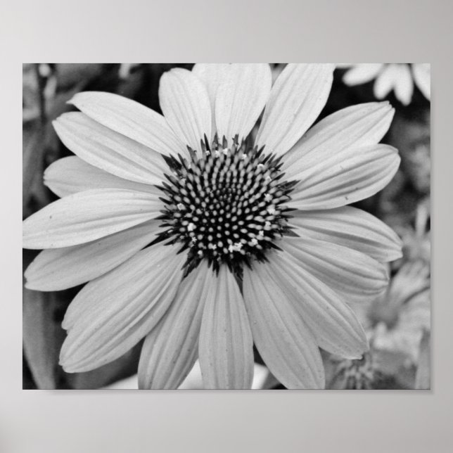 Petal Flower 10x8 Poster (Framsidan)