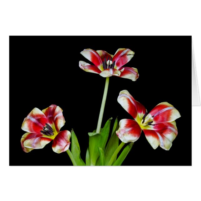 Petal Power OBS Kort (Framsidan Horizontal)