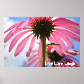 Petaler från Rosa Poster