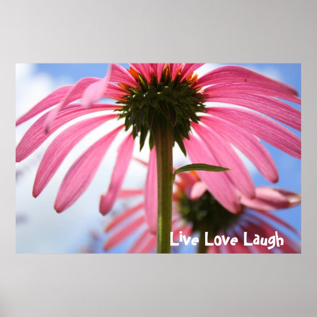 Petaler från Rosa Poster (Framsidan)