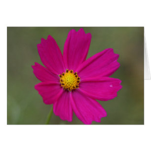 petaler hälsningskort