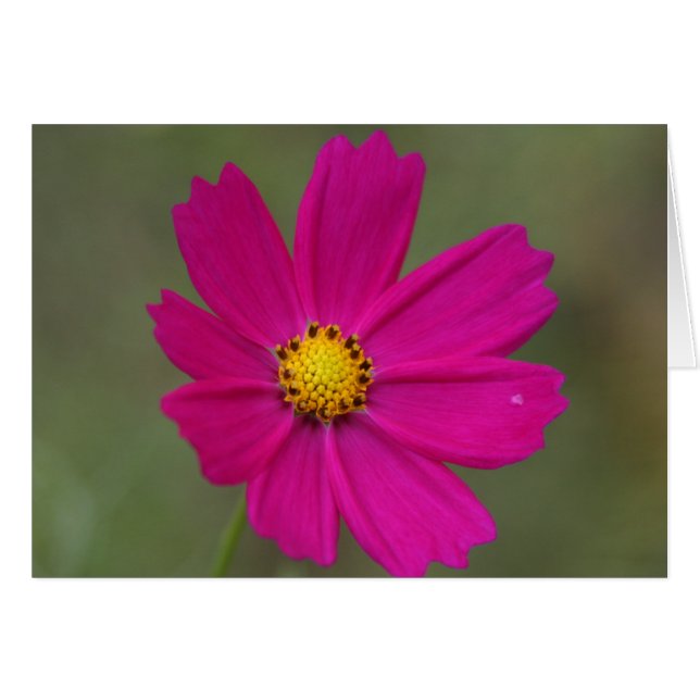 petaler hälsningskort (Framsidan Horizontal)