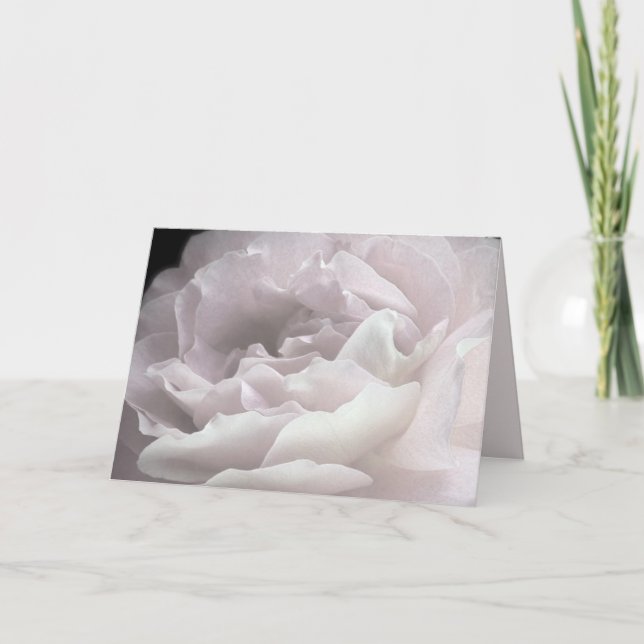 Petaler i Rosa ros med ultraBlek, tomt gratulation Kort (Framsida)