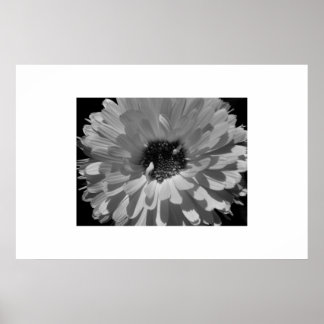 Petaler i svartvitt poster