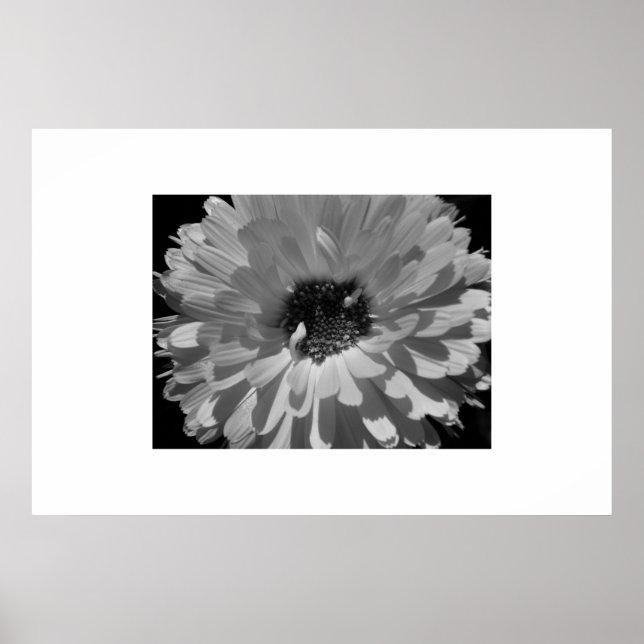 Petaler i svartvitt poster (Framsidan)