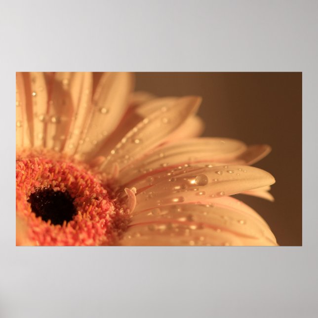 Petalldroppar Poster (Framsidan)