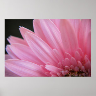 Petalrosaaffisch Poster