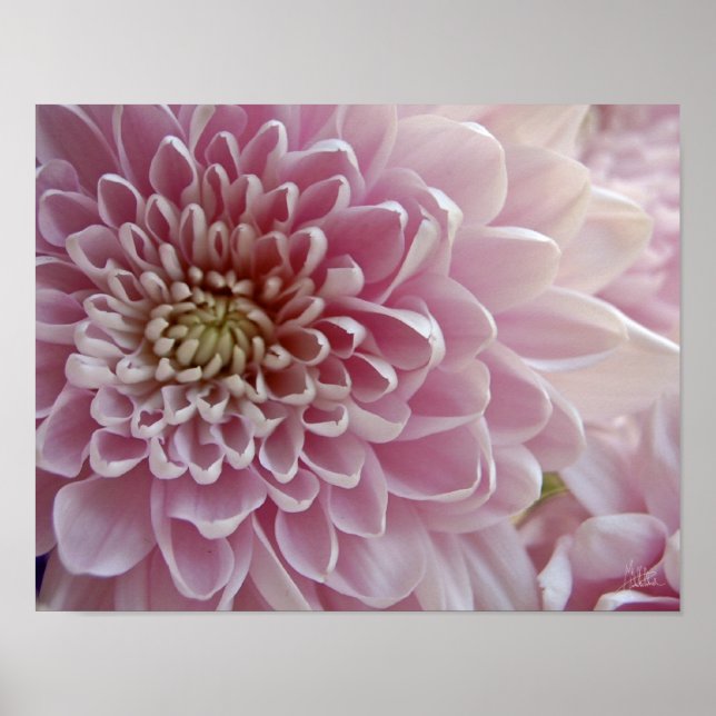Petals #2 [Art Print] Poster (Framsidan)