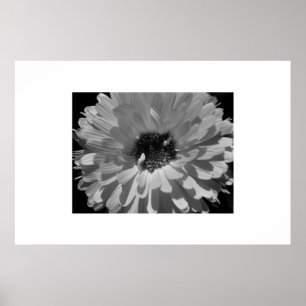Petals i svartvitt poster