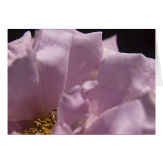 Petals-kortet Lavendar Ro Hälsningskort