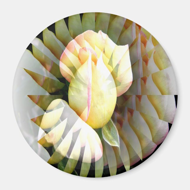 Petals of Peace ..... Magnet (Framsidan)