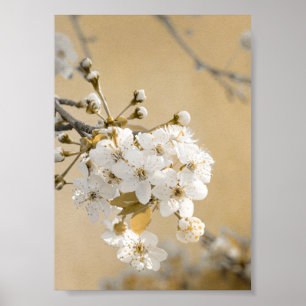 Petals of Promise Vår Embrace Cherry Blommars Poster