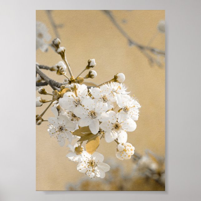 Petals of Promise Vår Embrace Cherry Blommars Poster (Framsidan)