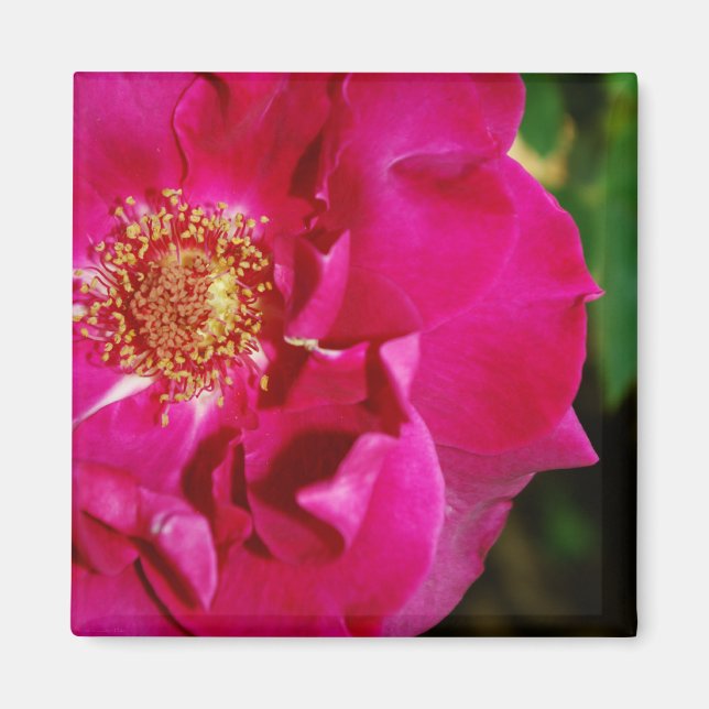 Petals of Summer Magnet (Framsidan)