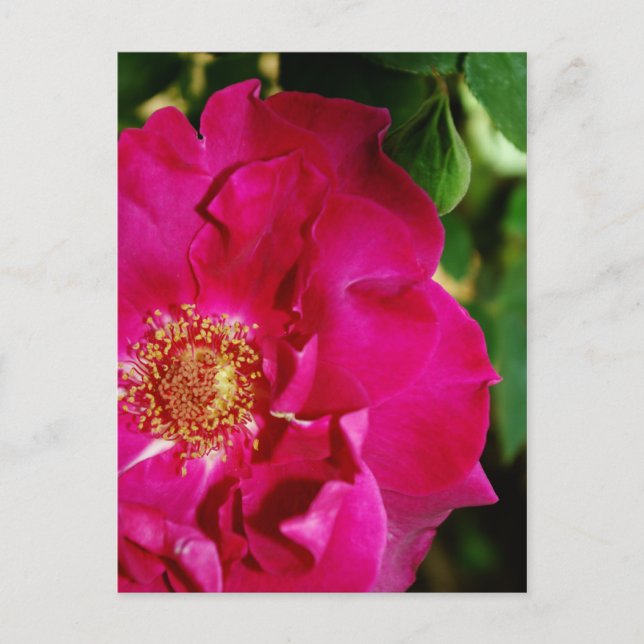 Petals of Summer Postcard Vykort (Framsida)