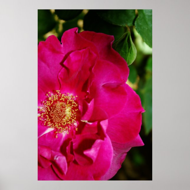 Petals of Summer Print Poster (Framsidan)