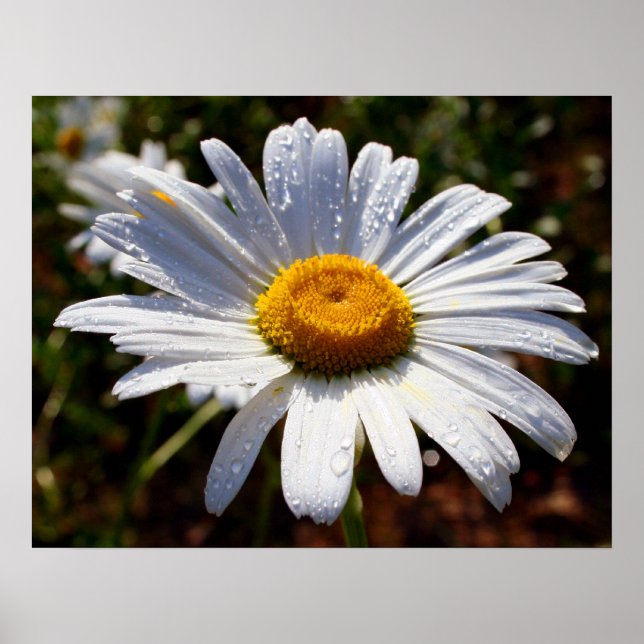 Petals of White Poster (Framsidan)