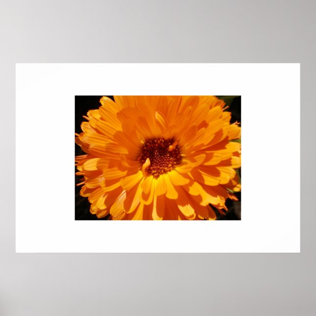Petals Poster (Framsidan)