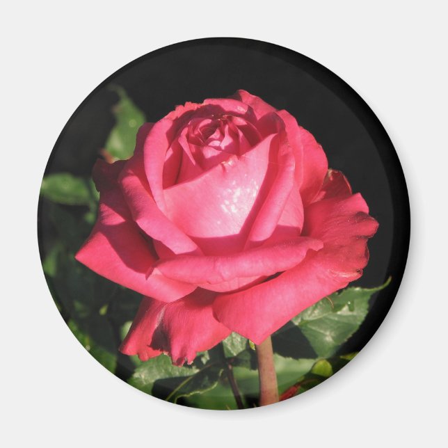 Peter Frankenfeld Hybrid Tea Ro 001 Magnet (Framsidan)