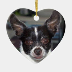Petey chihuahuaen julgransprydnad keramik