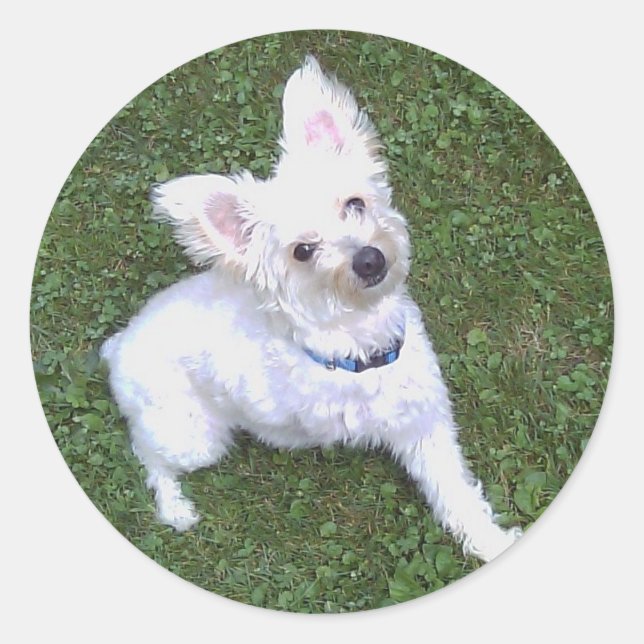 Petey, Pom-A-Poo Sticker Runt Klistermärke (Framsida)