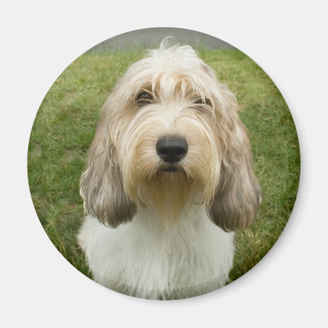 Petit Basette Griffon Vendeen Magnet (Framsidan)