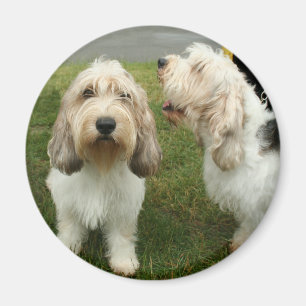 Petit Basette Griffon Vendeen Magnet