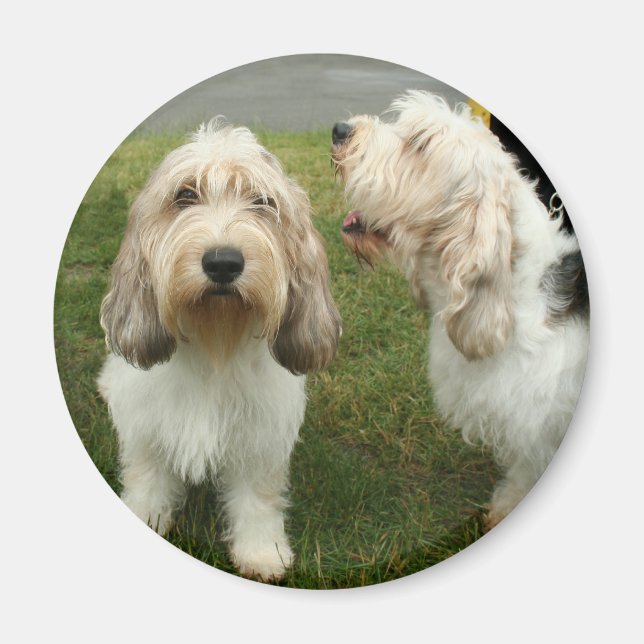 Petit Basette Griffon Vendeen Magnet (Framsidan)