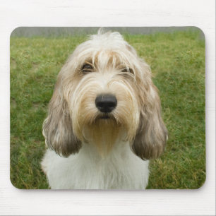 Petit Basette Griffon Vendeen Musmatta
