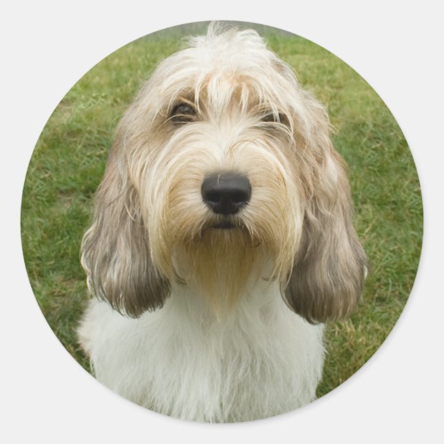 Petit Basette Griffon Vendeen Runt Klistermärke (Framsida)