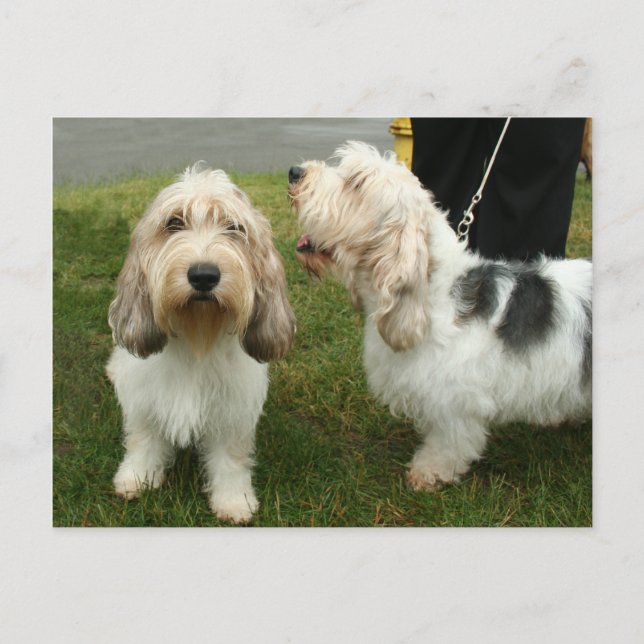 Petit Basette Griffon Vendeen Vykort (Framsida)