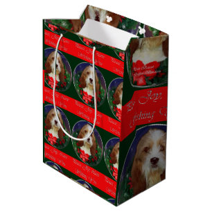 Petit Basset Griffon Vendeen jul