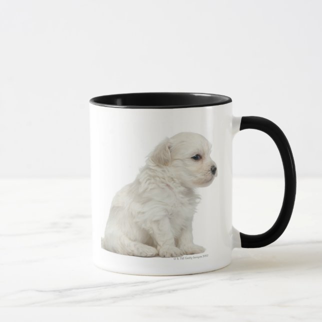 Petit chien lejon eller lite lejon hundvalp mugg (Höger)