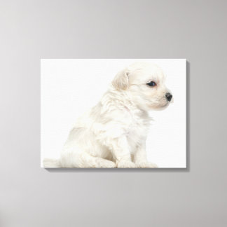 Petit chien lejon eller Little Lejon Hund puppy Canvastryck