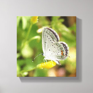 Petite Butterfly Canvastryck