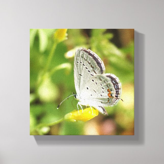 Petite Butterfly Canvastryck (Framsida)