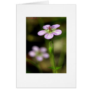 Petite lila Blommor OBS Kort