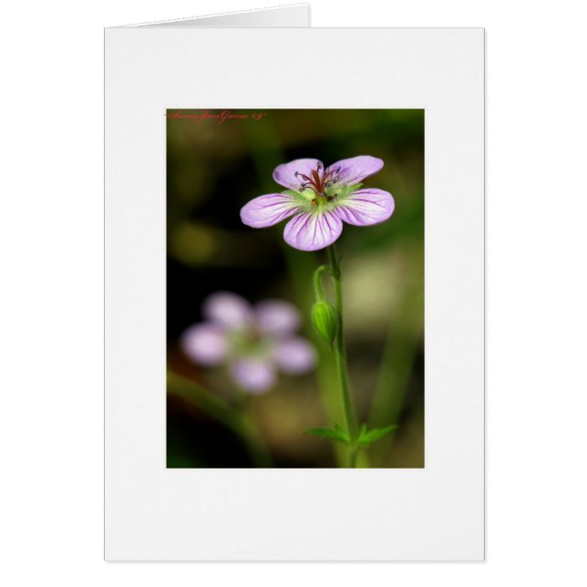 Petite lila Blommor OBS Kort (Framsidan)