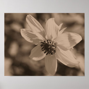 Petite Solros i Vintage Sepia Poster