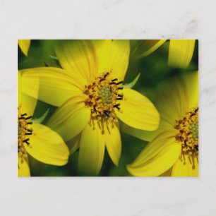 Petite Sunrows Blomsterfotografi Postcard Vykort