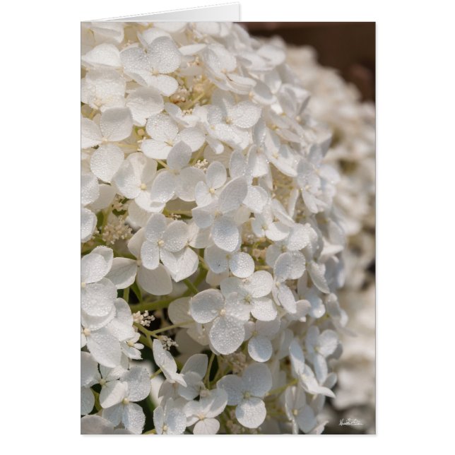 Petites fleurs blanches hälsningskort (Framsidan)