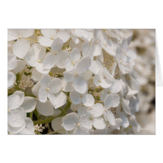 Petites fleurs blanches hälsningskort