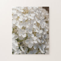 Petites fleurs blanches