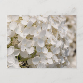 Petites fleurs blanches vykort