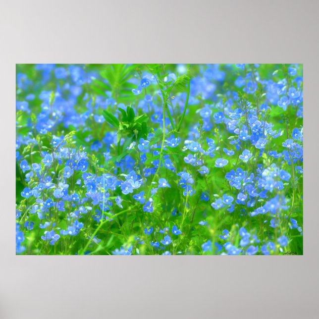 PETITES FLEURS BLEUES POSTER (Framsidan)