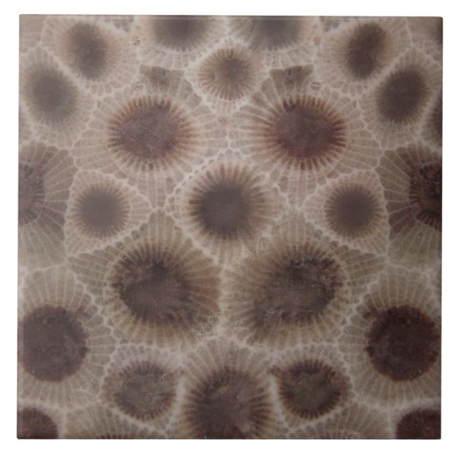 Petoskey Stone Kakelplatta (Framsidan)